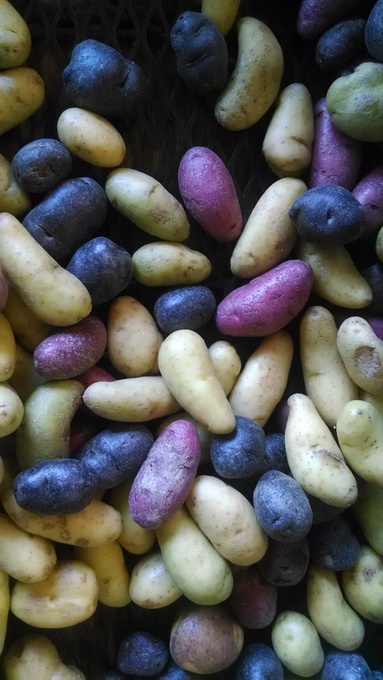 Fingerling potatoes, Farmer's Market
