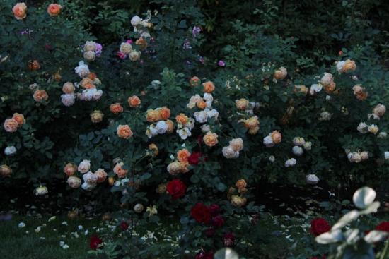 Roses at International Rose Test Garden, Portland