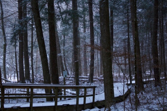 Snowy forest, Silver Thread Falls