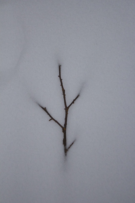 Twig in snow