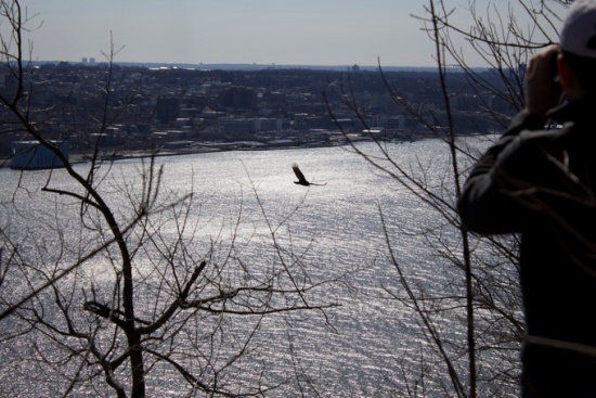 Hawk flying over Hudson river