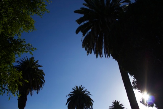 Palm trees at dusk, Los Angeles, California
